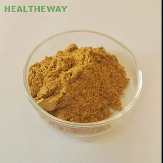 Ginkgo biloba extracto polvo